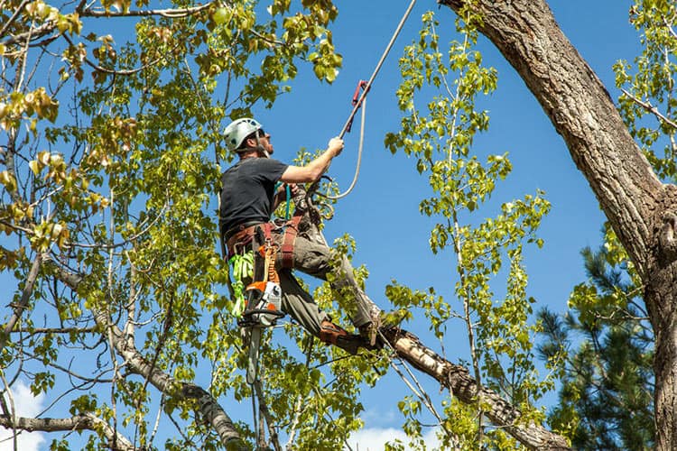 arborist_climbing_rope.jpg